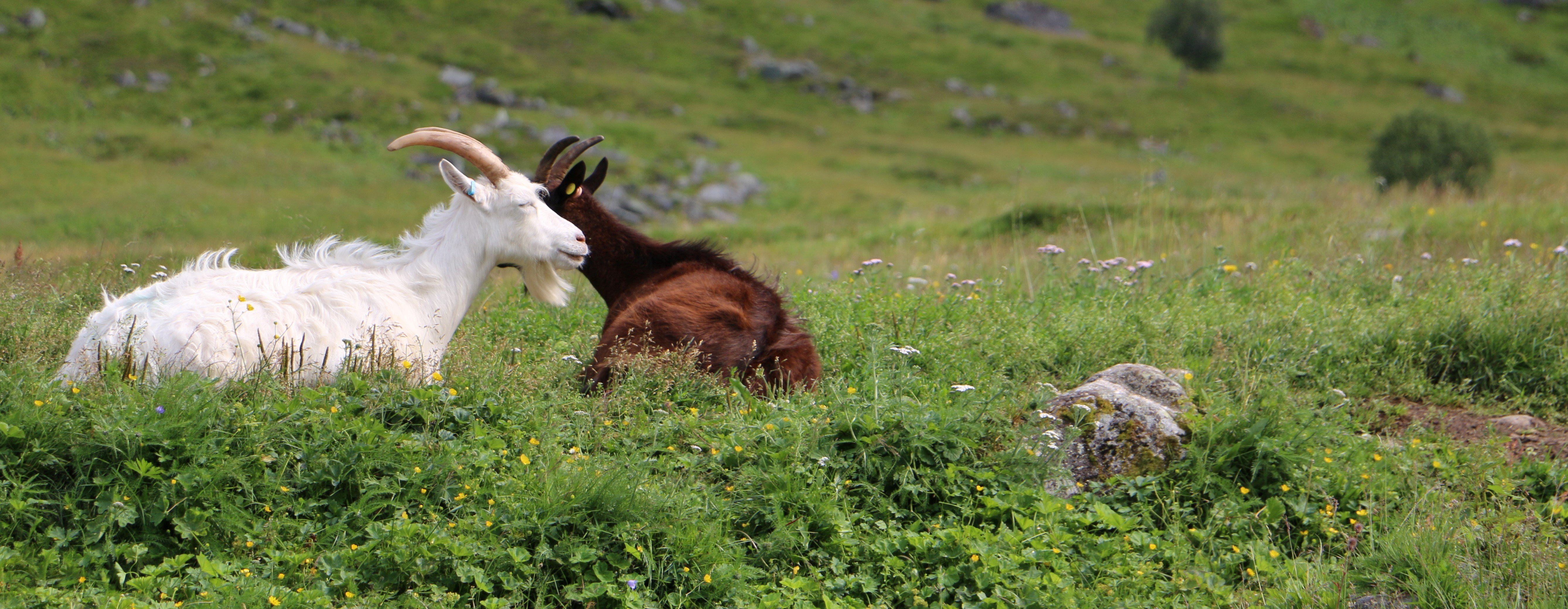 Frå Herdalen, Fjord kommune