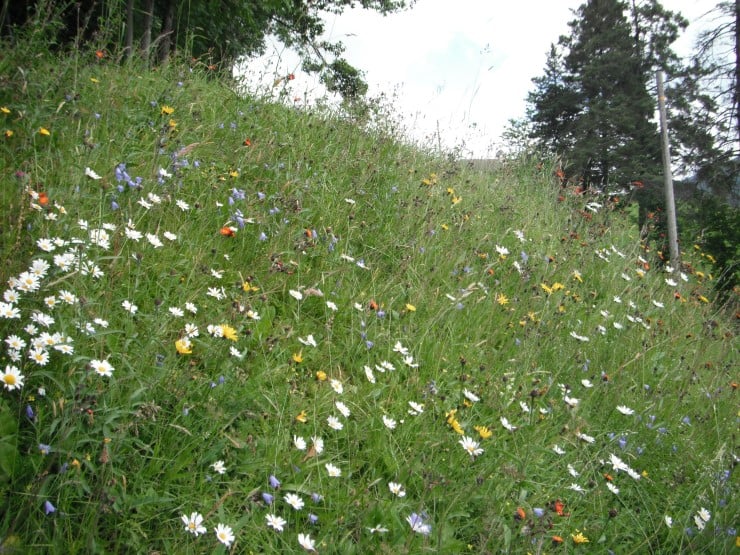 Ei artsrik slåttemark er fargerik av blomstrar. Ein må slå seint og etter avblomstring.