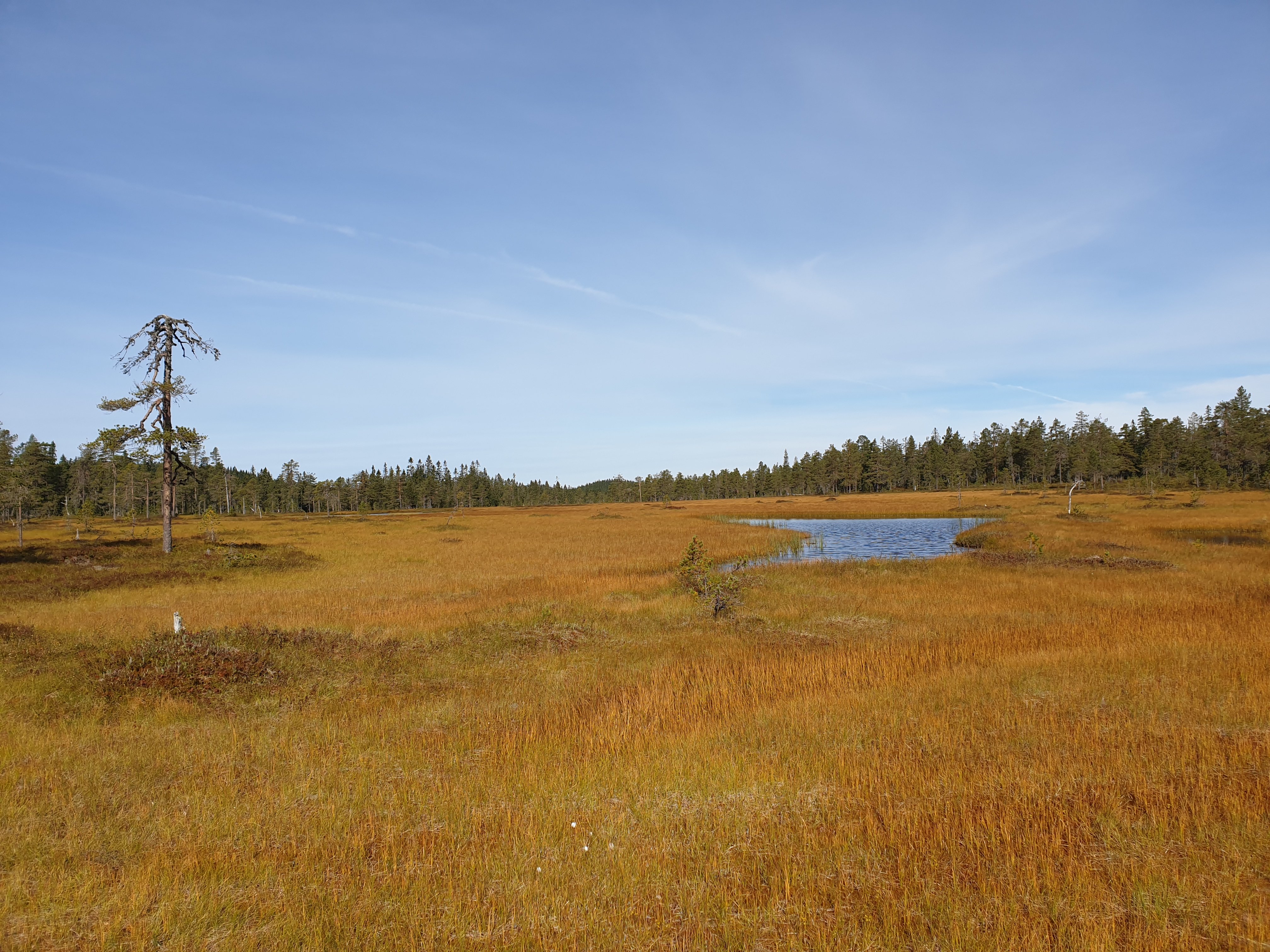 Regnåsen-Hisåsen naturreservat