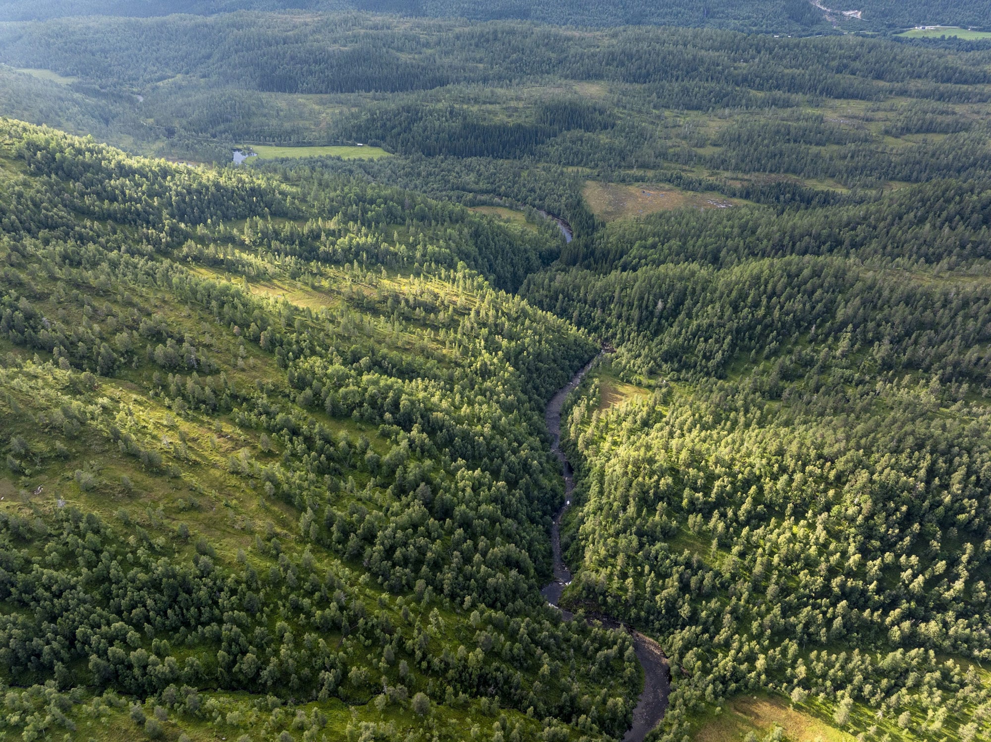 Oversiktsbilde av ein grøn skog med ei elv som renn gjennom landskapet.