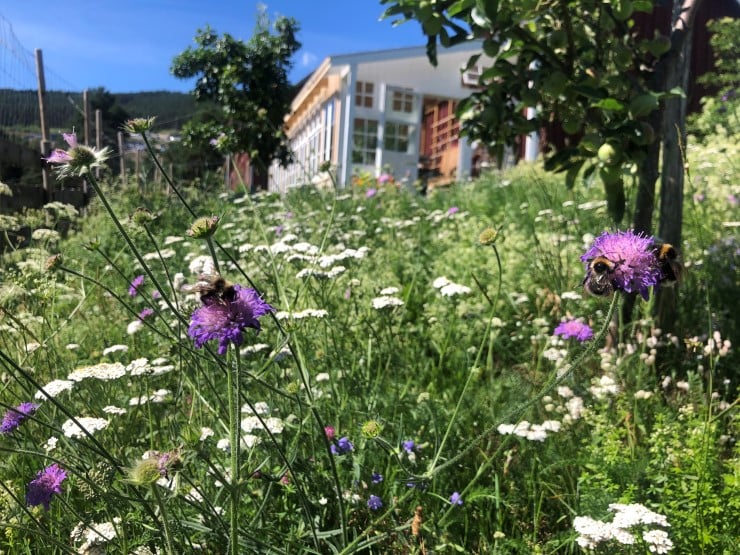 La eit hjørne gro til i hagen! Då kan insektene få tilgang på mat og bustad samstundes som du kan la grasklypparen stå. Alle kan gjere litt for insektane, så hjelper dei oss tilbake med ein god frukt- og bærhaust. 