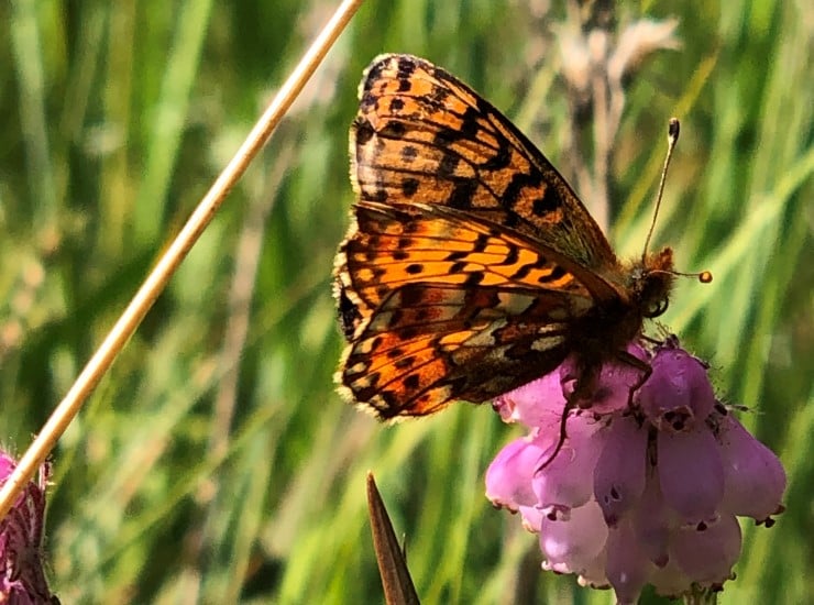 Pollinerande insekt leverer  økosystemtenestar av stor betydning og også med høg økonomisk verdi. Det er fleire enn bier (humle er ei bie!) som pollinerer, men også biller, maur og fluger bidreg til befrukting og frøsetting. Visste du til dømes at den viktigaste insektgruppa som pollinerer jordbær er spyfluger? 