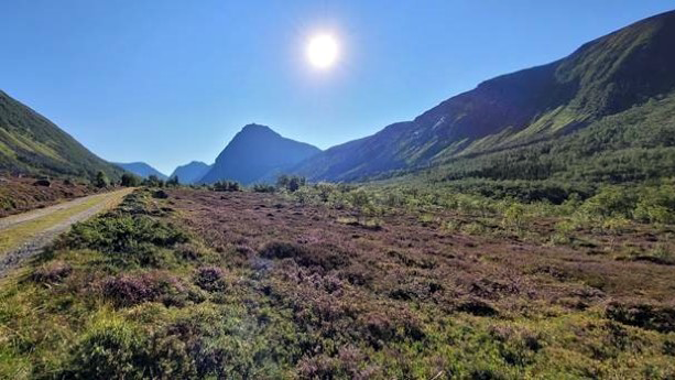 Landskap med lyng og fjell