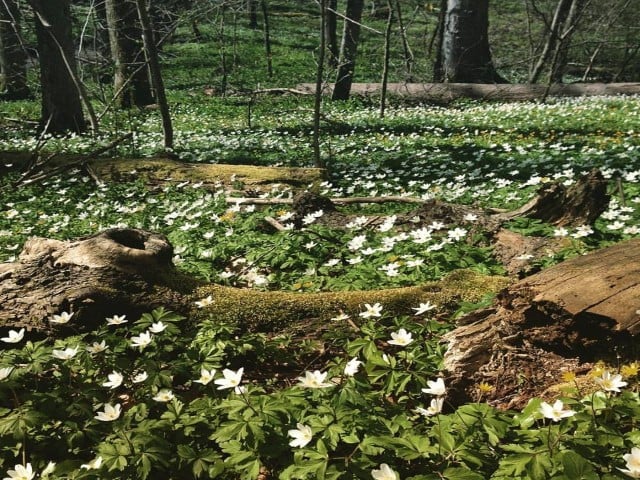 Klingerhaugen naturreservat i Stange, har en rik karplanteflora og skog med stor variasjon i treslag.