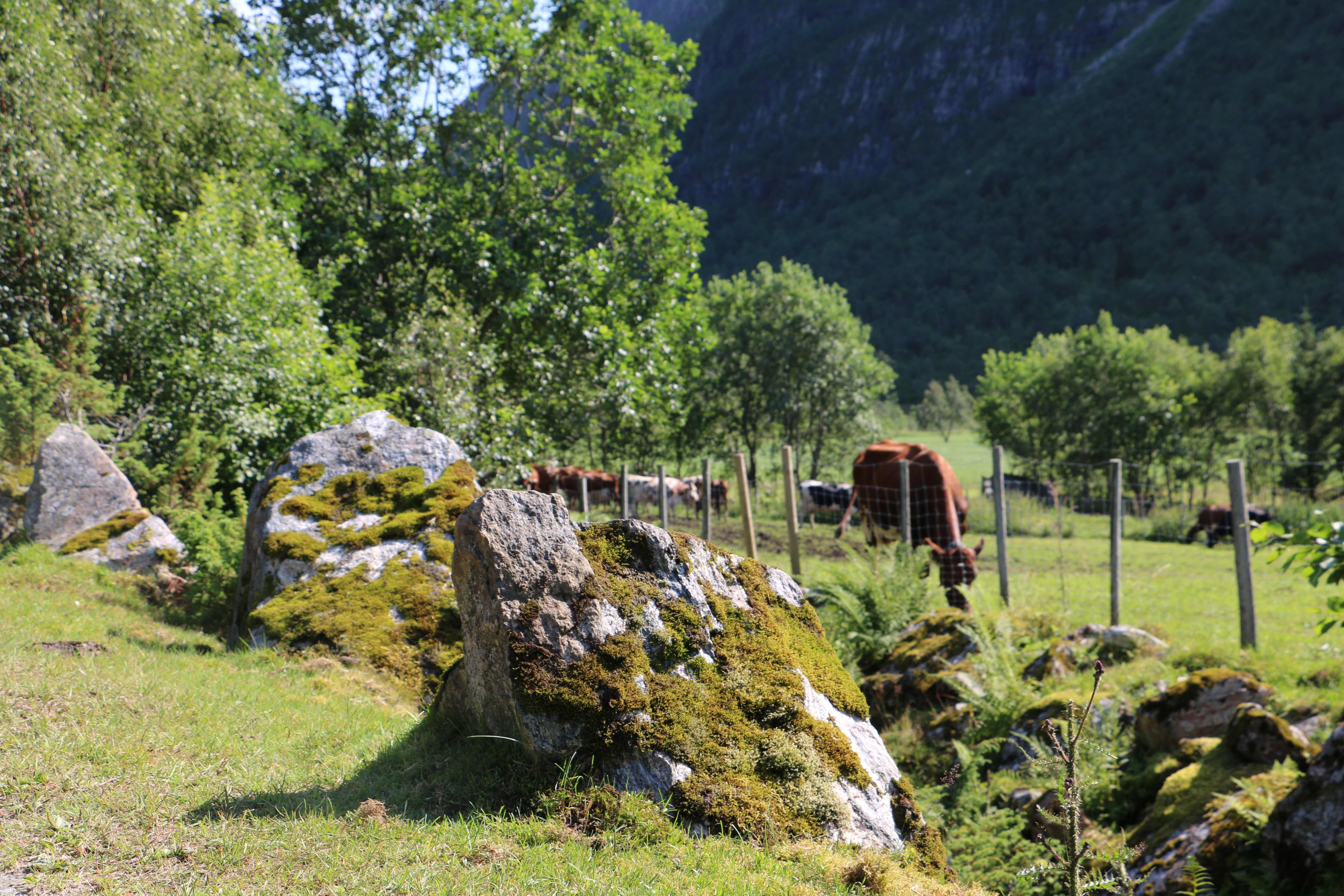 Kyr på beite