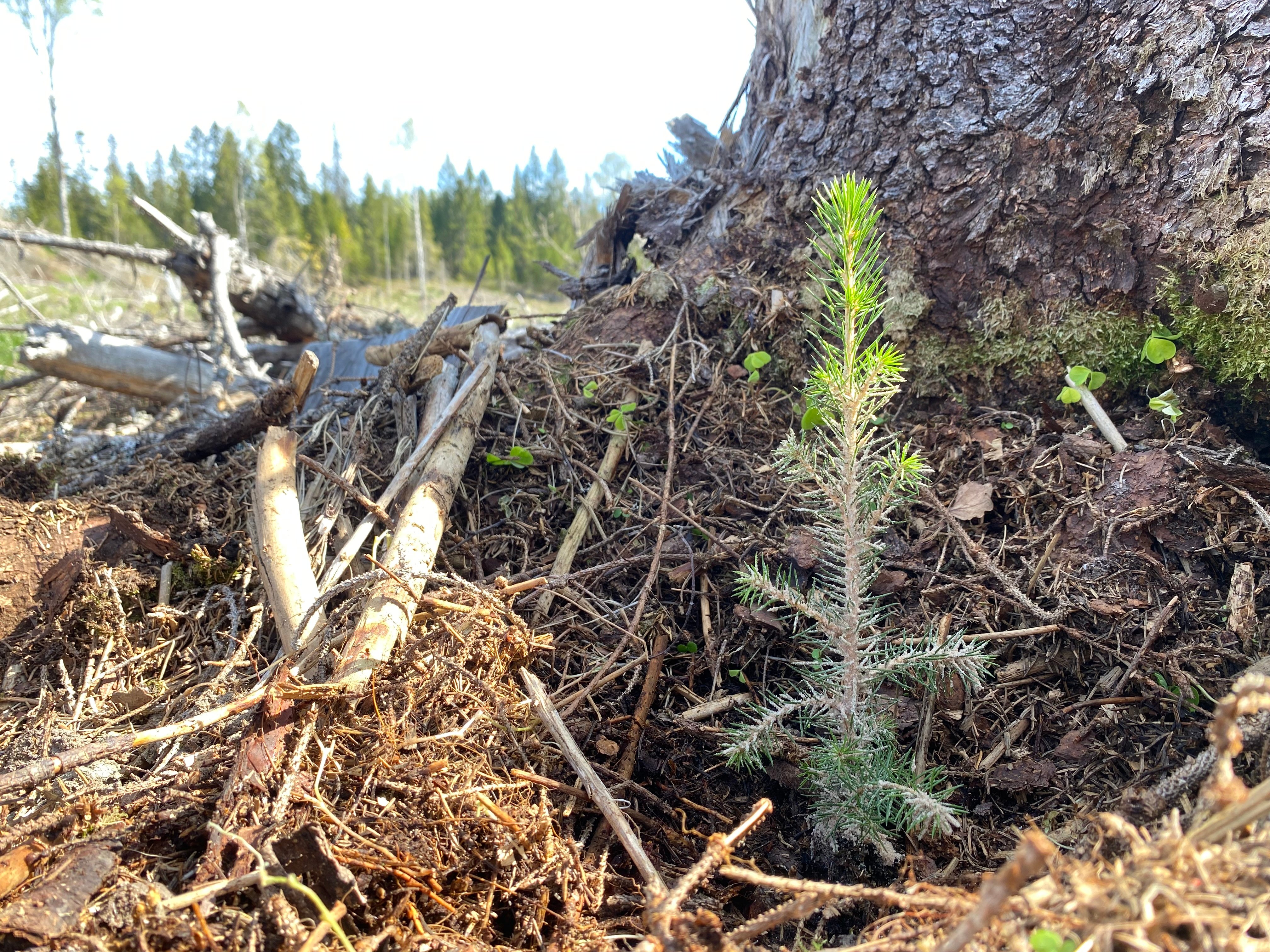 Granplante