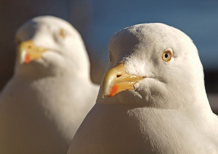 to måser ser rett på fotografen