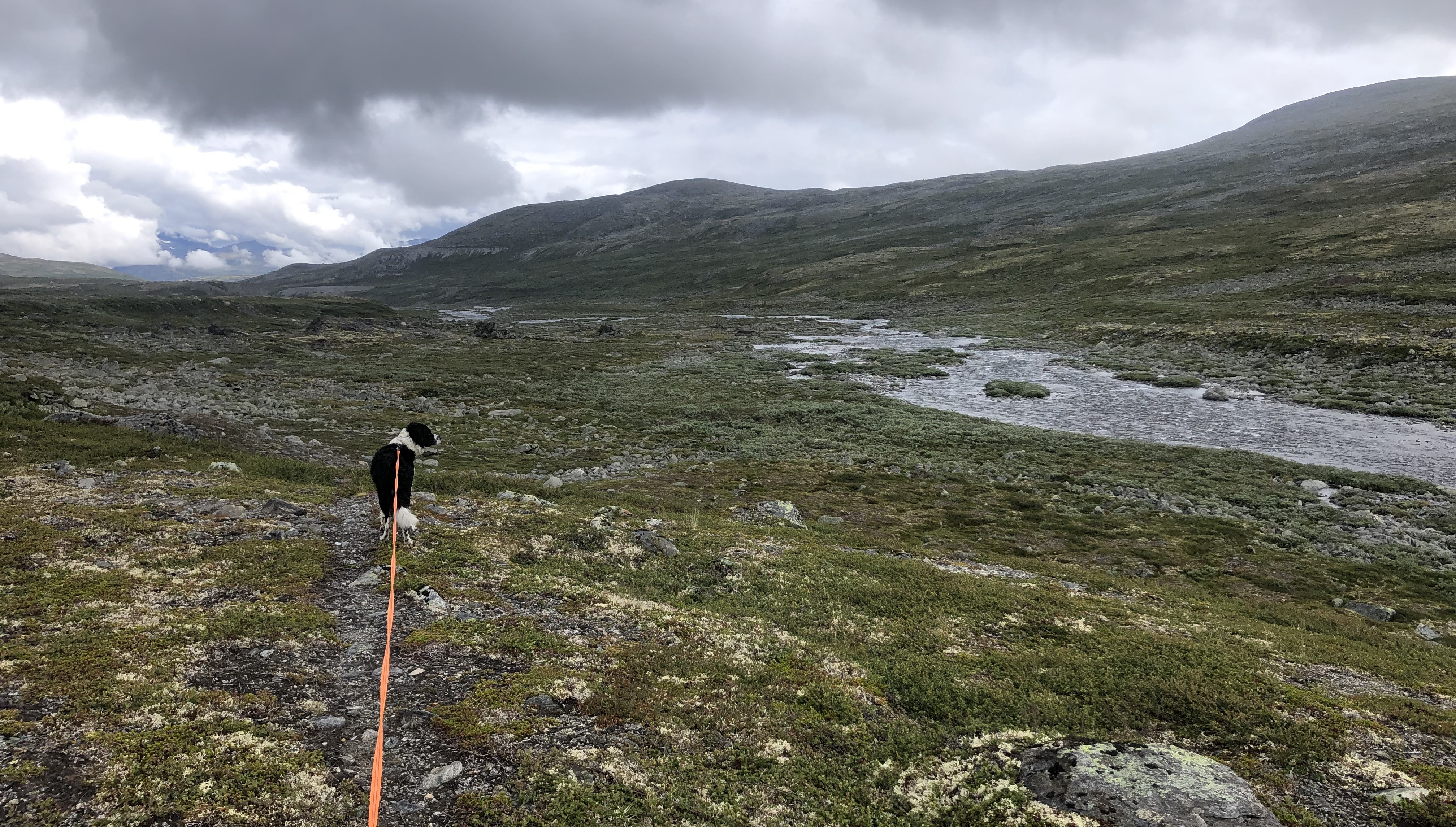 Bilde av hund i bånd på fjellet. 