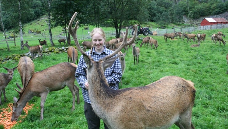 Hjortefarmen Marås Hjort er ein av aktørane i satsinga på hjort i Vestland. 