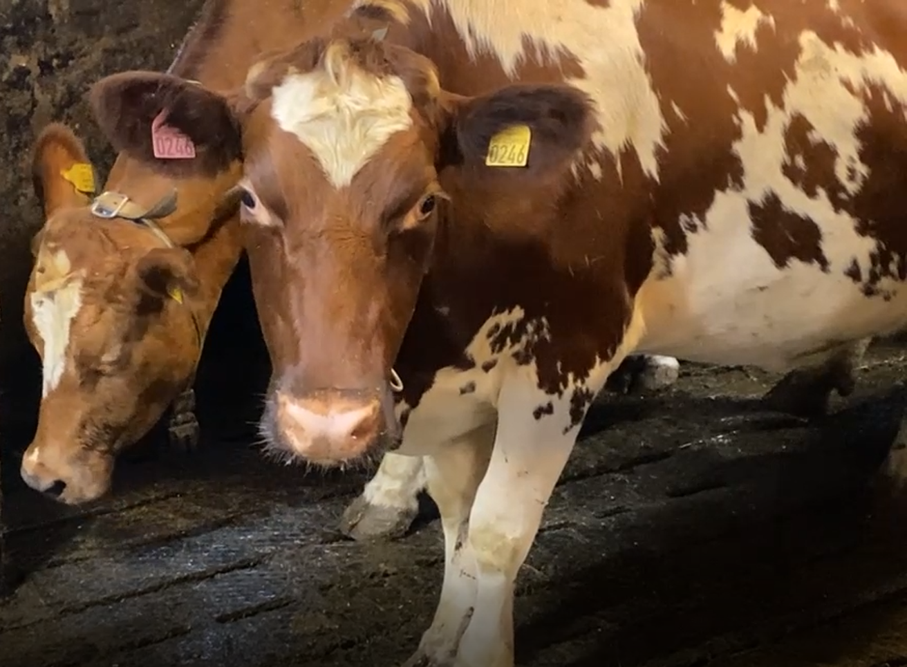 Mange små- og mellomstore melkeprodusenter står foran store investeringer i årene som kommer. Men mange vil satse. Det viser tallene i prosjektet Velg melk.