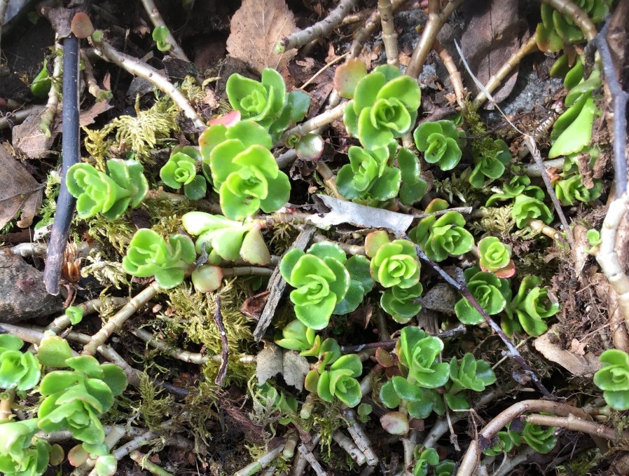 Gravbergknapp