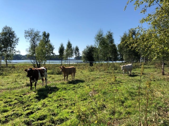 Bildet er tatt fra Vidarshovstranda, også i Åkersvika naturreservat, hvor tilsvarende restaurering av beiteareal har skjedd.