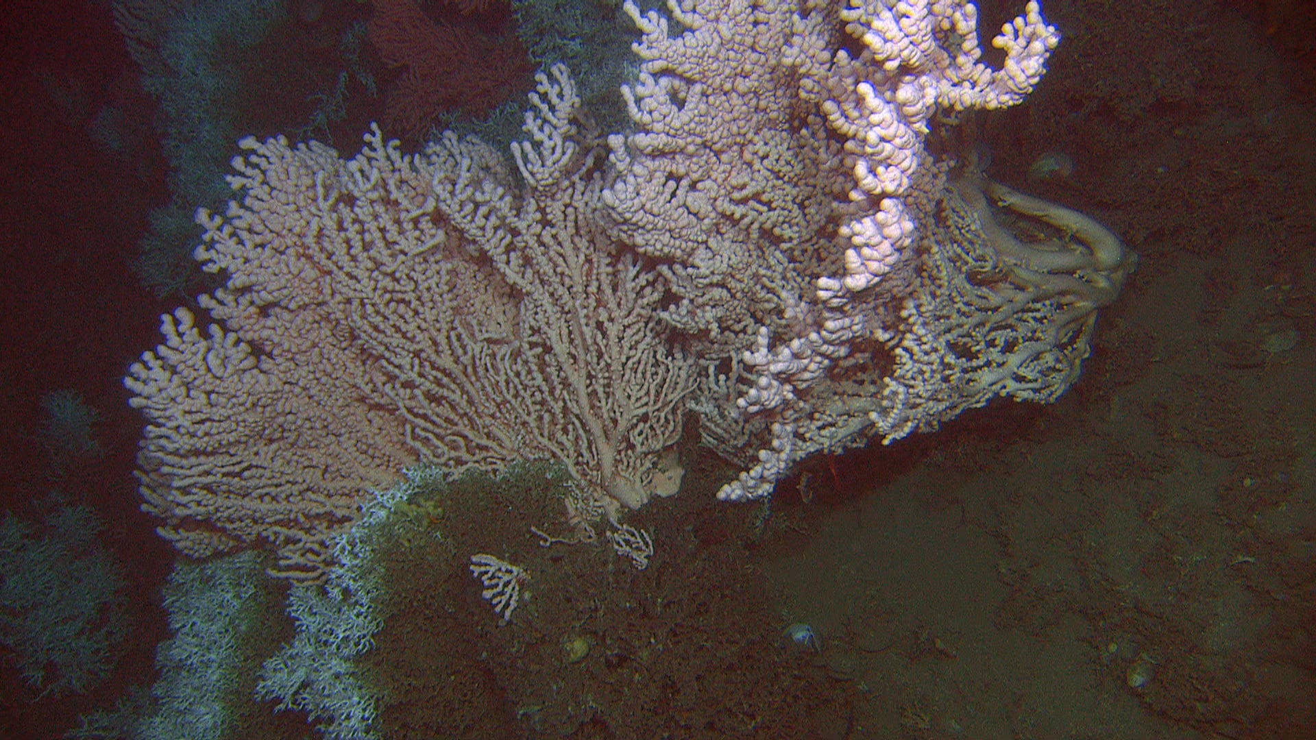 Eksempelbilde av korallarter som ble funnet ved akvakulturlokalitetene Anevik og Oksøy. 
Den lyserosa korallen er sjøtre som er ca. en meter høyt. De hvite korallene er levende Lophelia som vokser mot strømmen. 