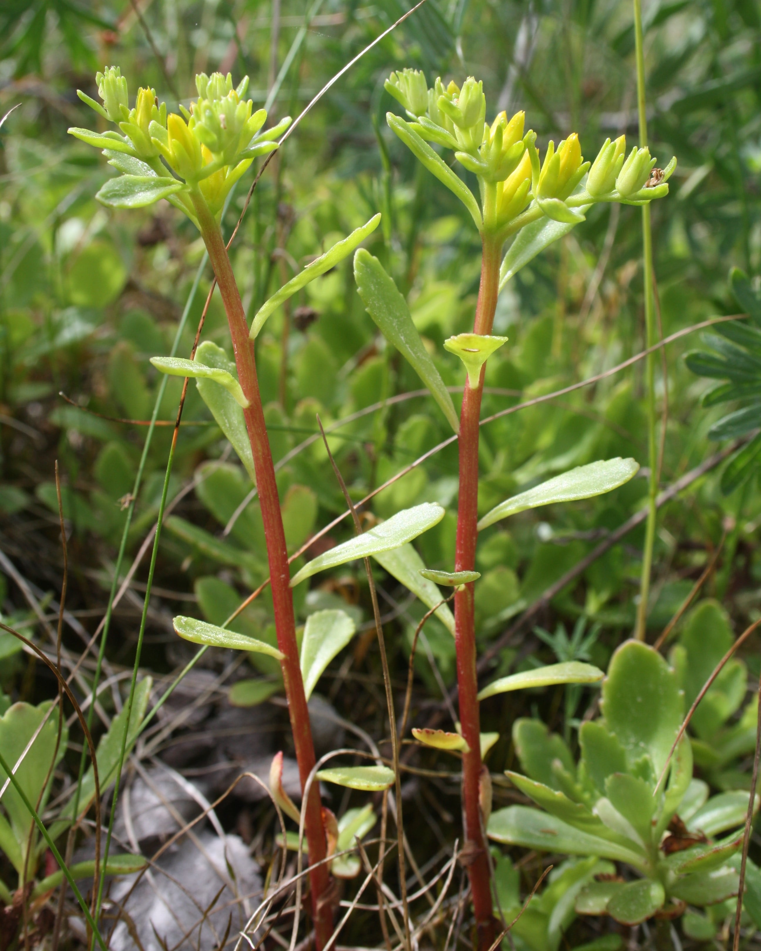 Sibirbergknapp