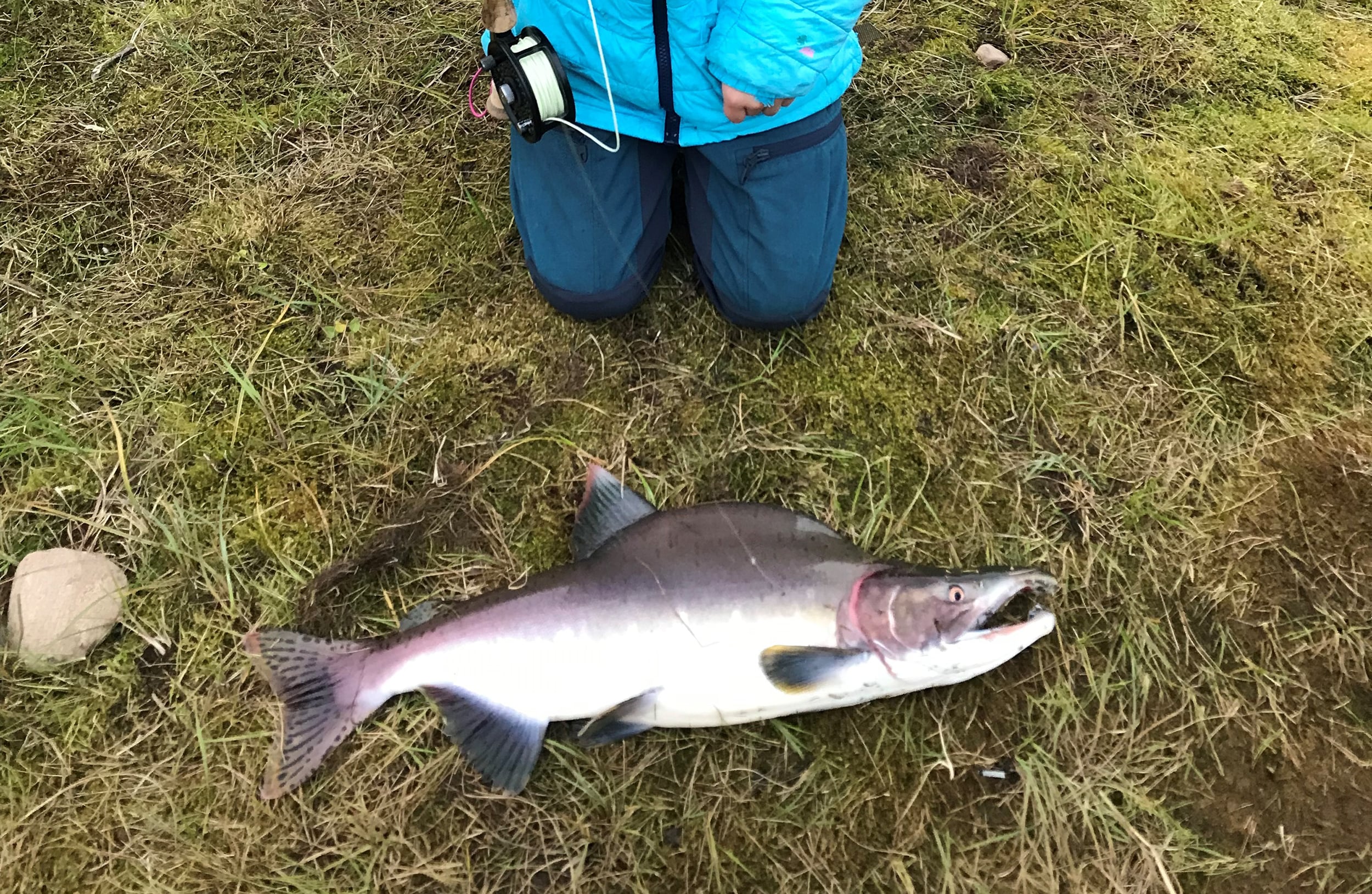 Det har vært en økning av pukkellaks de siste årene. Nå kan ulike foreninger søke Statsforvalteren om utvidet fiske av denne arten.