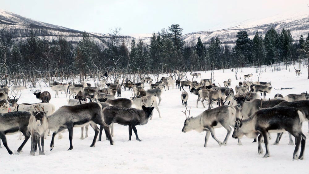 Reinsdyrflokk på snø med skog i bakgrunnen.