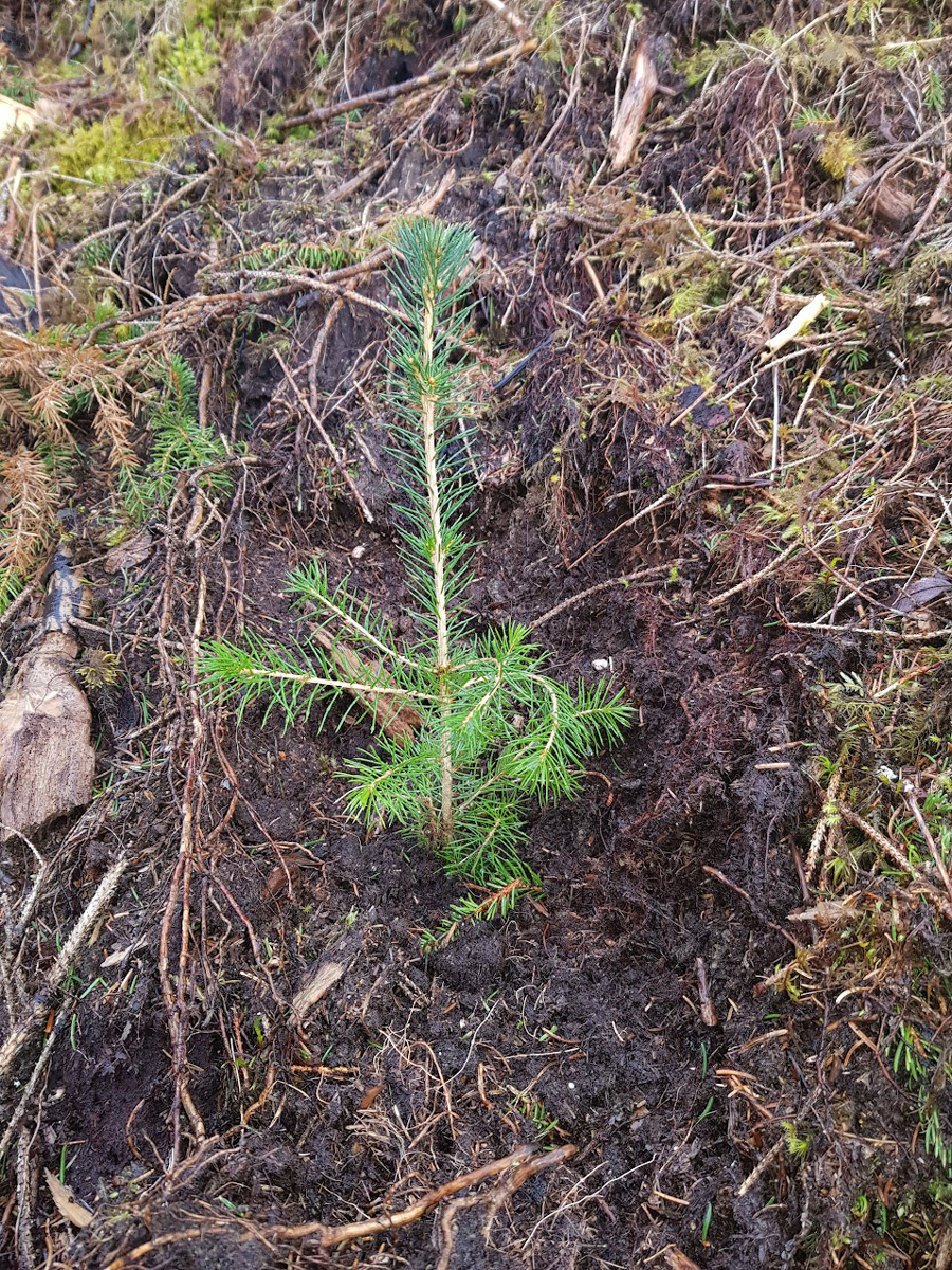 Skogplanting