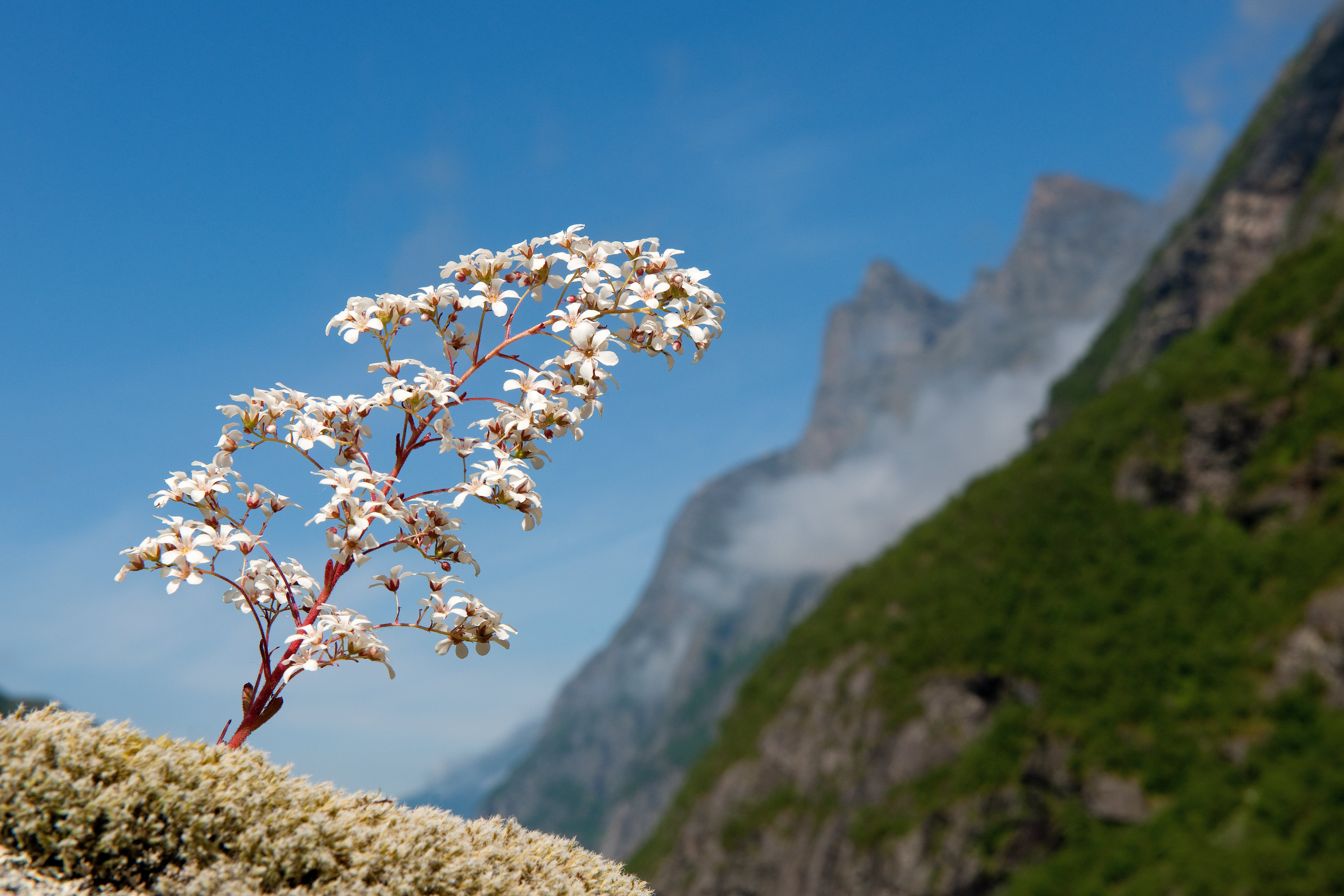 Fotografi av Bergfrua - fylkesblomen i Møre og Romsdal