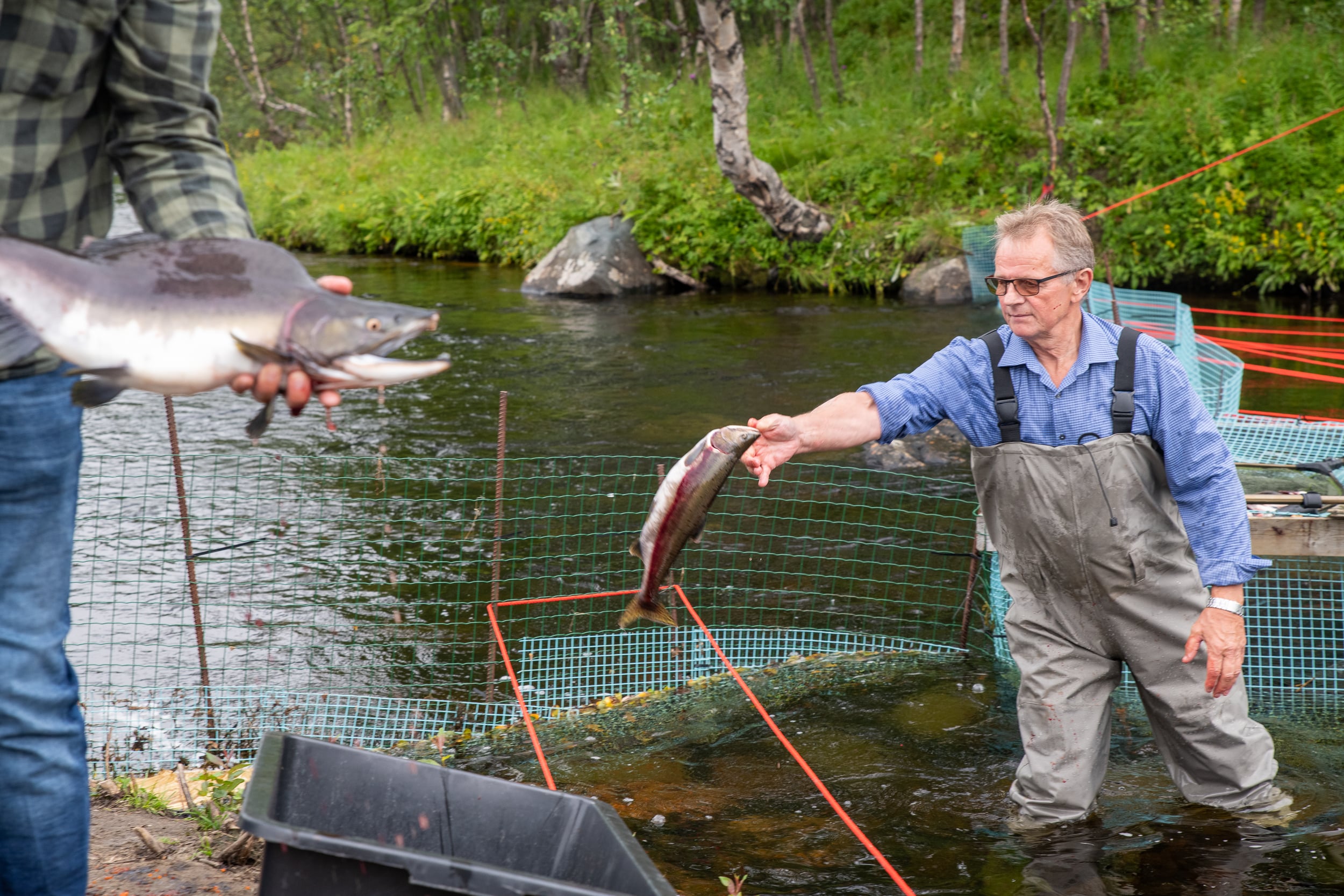 Øistein Hansen hos Sør-Varanger jeger- og fiskerforening er en av mange som har gjort en innsats mot pukkellaksen i år.