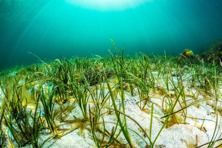 ein sjøbotn med gras som veks opp og blått lys mot overflata