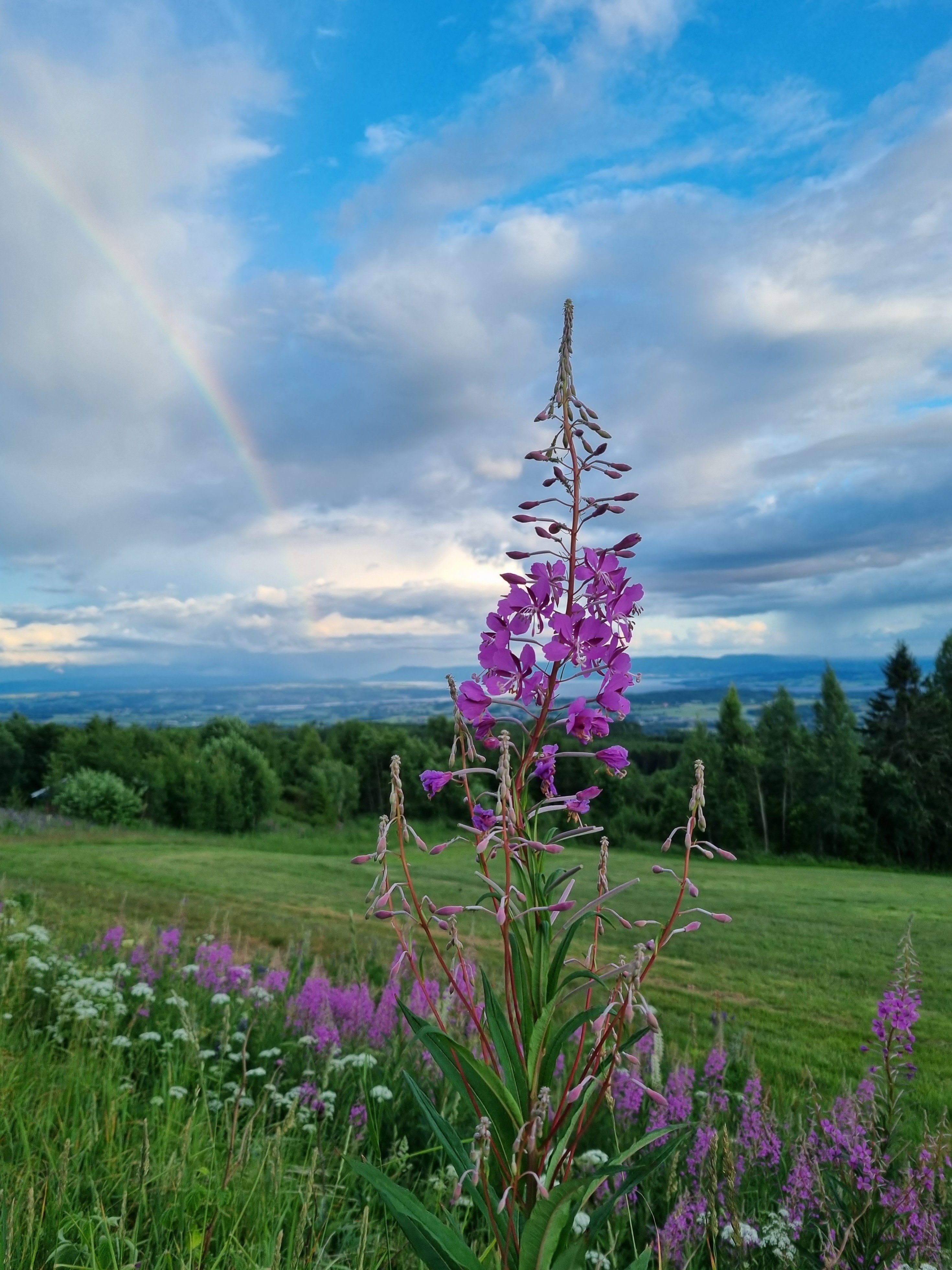 Rosa blomst, grønt landskap, blå himmel og en svak regnbue