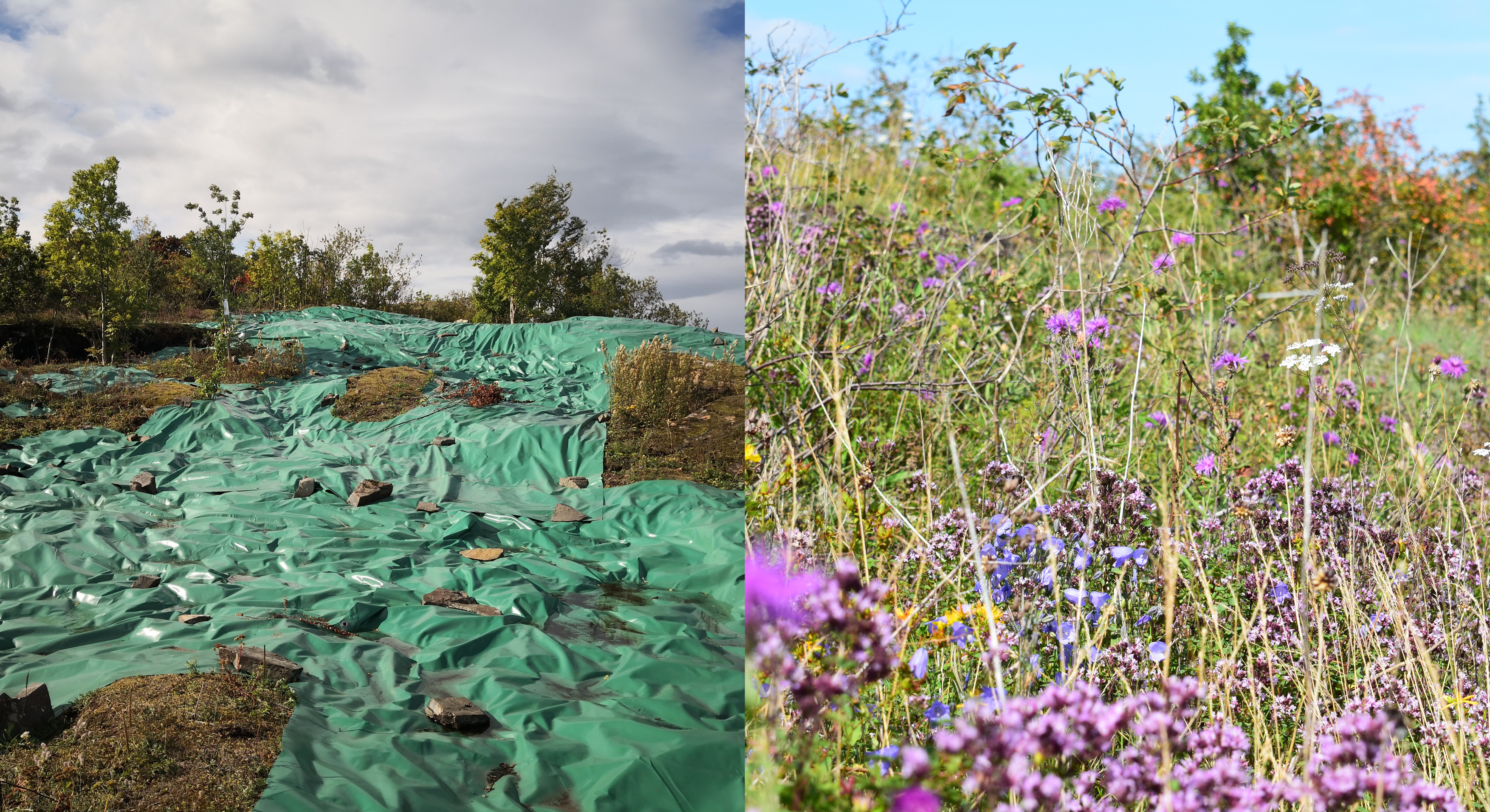 Et bilde som viser tildekking av uønsket vegetasjon samt et bilde som viser en artsrik blomstereng 