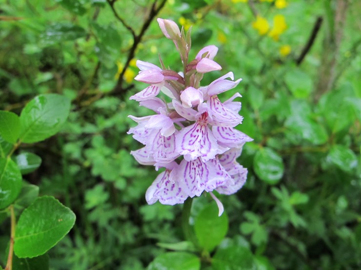 blomst nærbilete