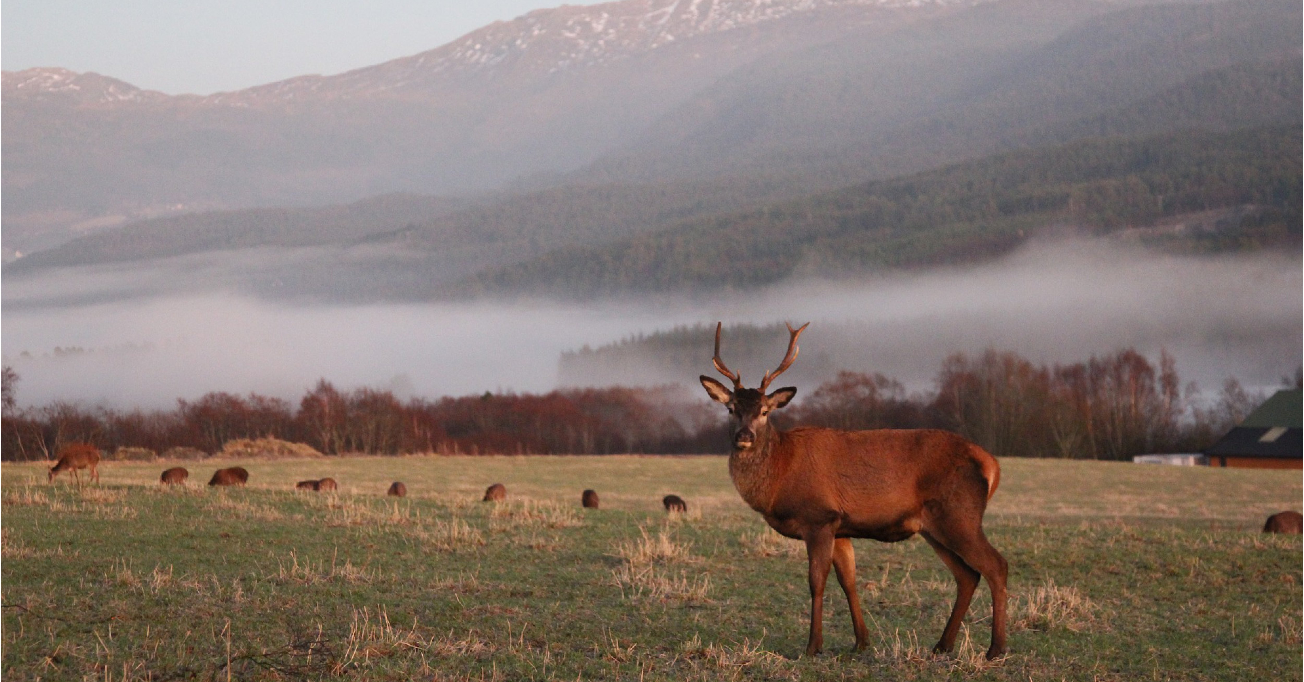 Om undersøkinga av hjorten sin ferdsel over Eidet skal skje på rett grunnlag, må ulovleg etablerte tiltak i hjortekorridoren fjernast. Illustrasjonsfoto.