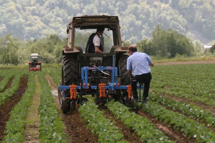 Bilde som viser traktor som fjernar ugras i rader med plantar.