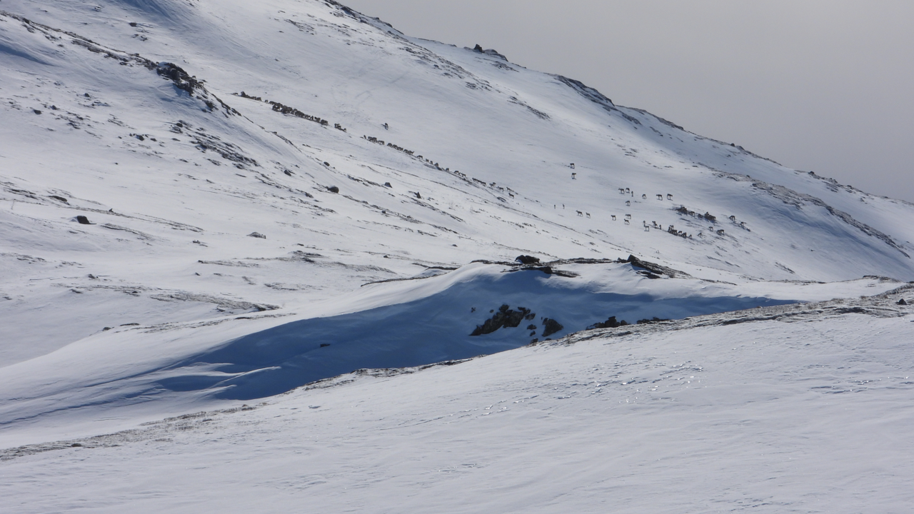 Villrein på Hardangervidda