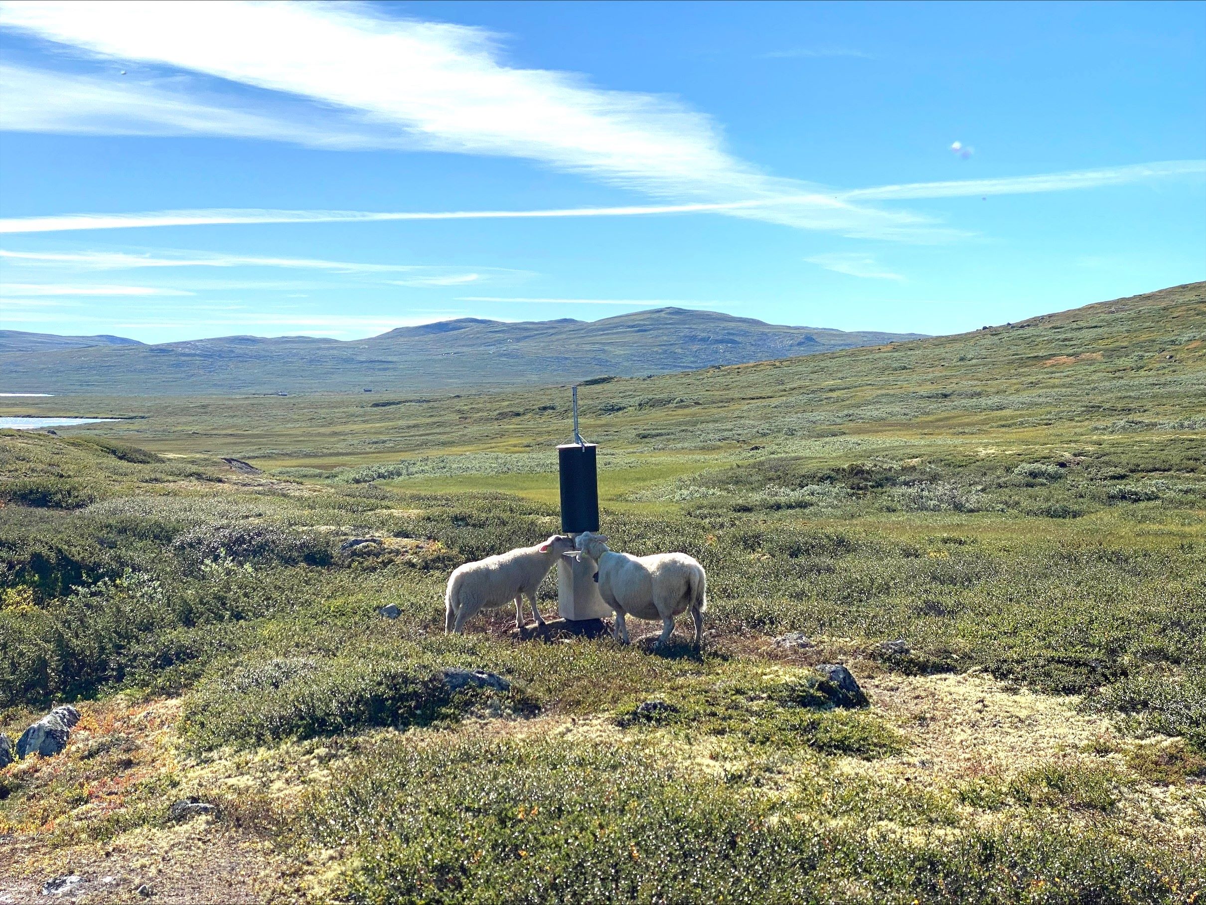 På Hardangervidda er det lange tradisjoner for beitebruk av sau, som har pågått i sameksistens med villrein i de samme områdene. 