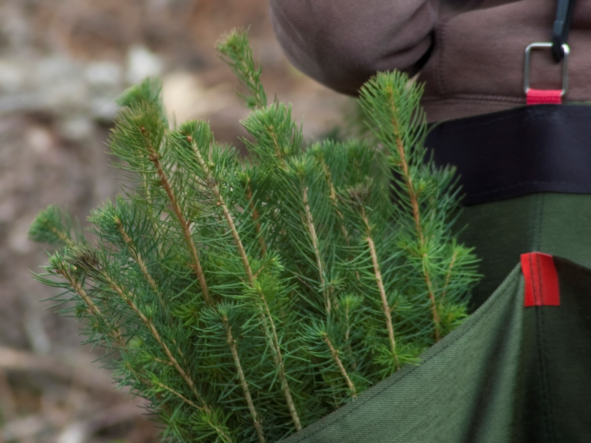 Granplanter klare til utplanting