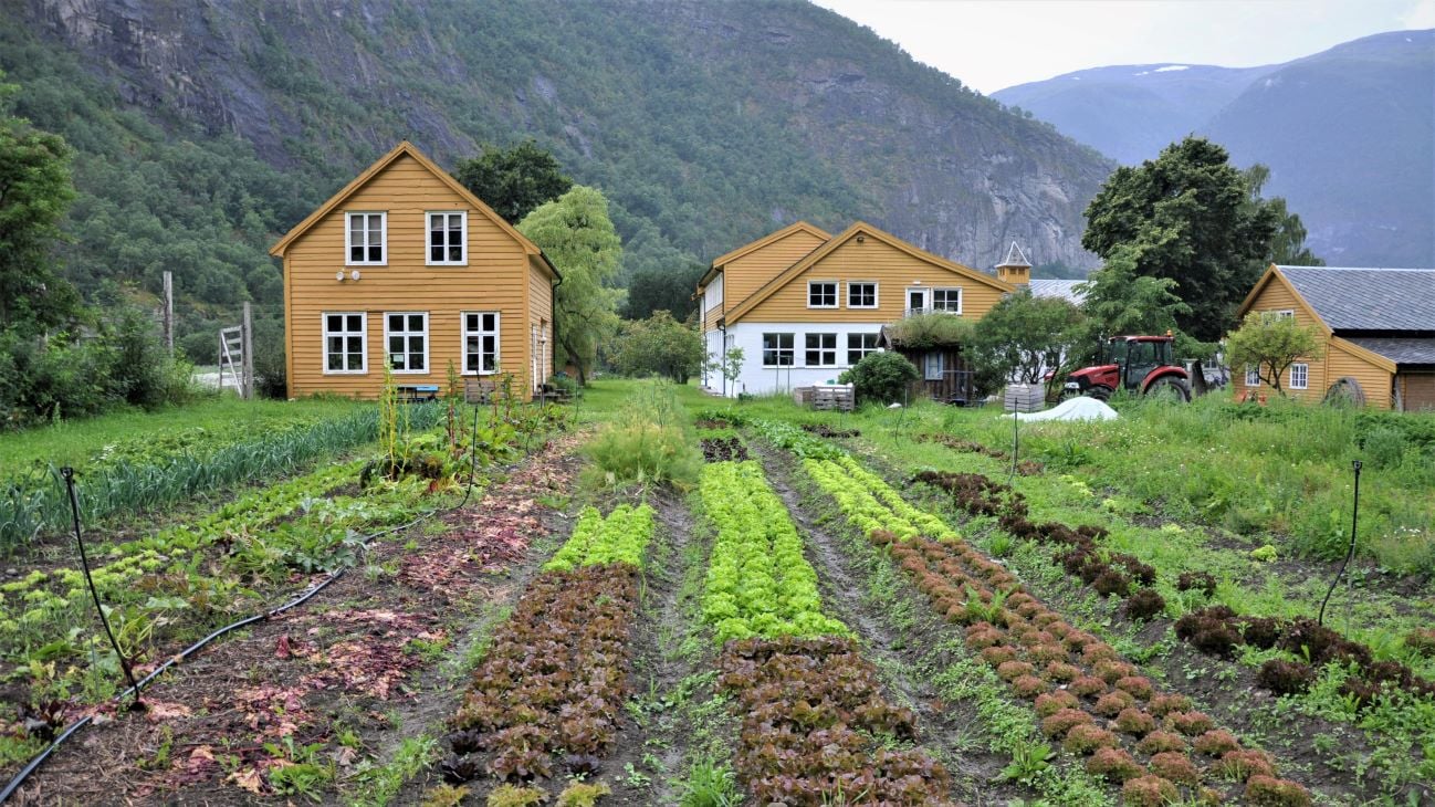 Grønsaksrekker med gule hus og fjell i bakgrunnen