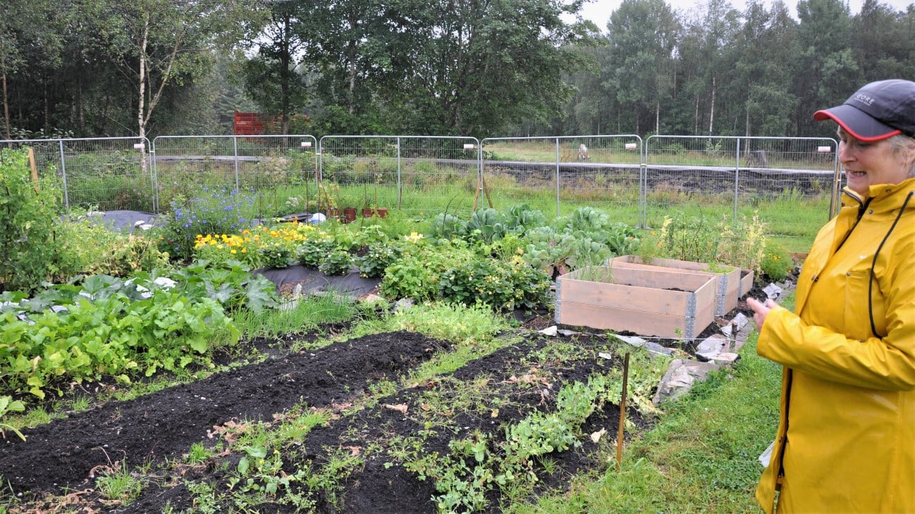 Kvinne i gul regnfrakk står ved siden av en parsellhage med pallekarmer. Grønsaksbed