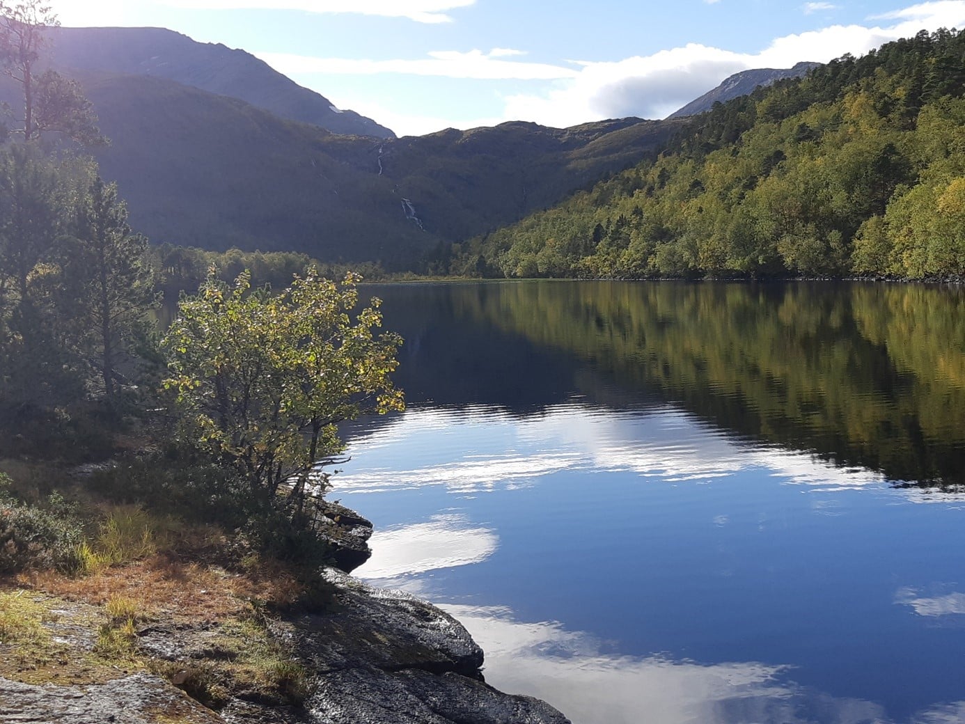 Stille vann i grønn skog
