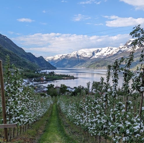 Hardanger på sitt beste i mai 2024 Hardanger mai 2024 mindre.jpg