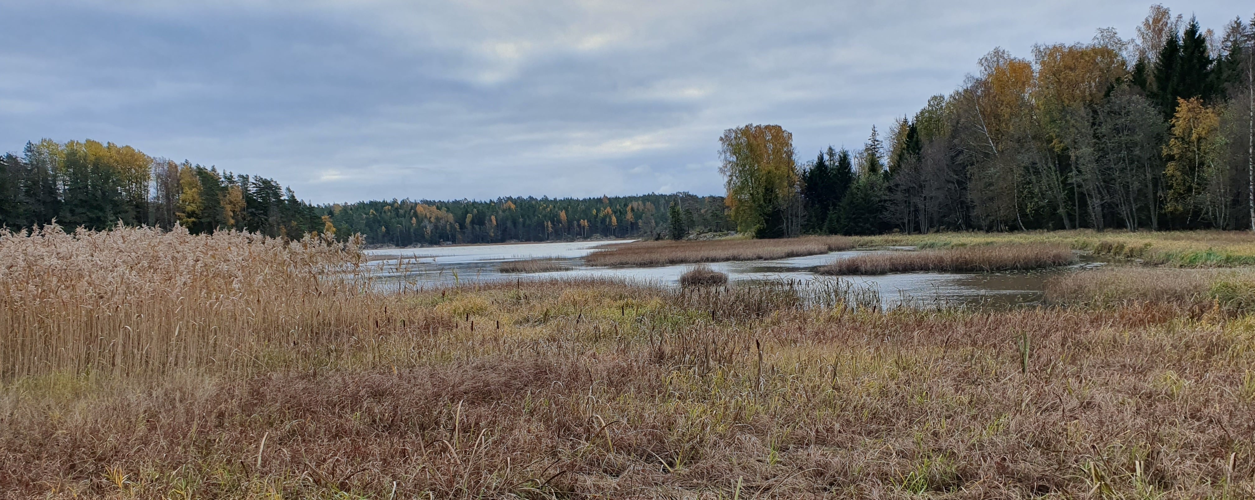 Takrør og gress i forgrunnen, et sund og skog bak