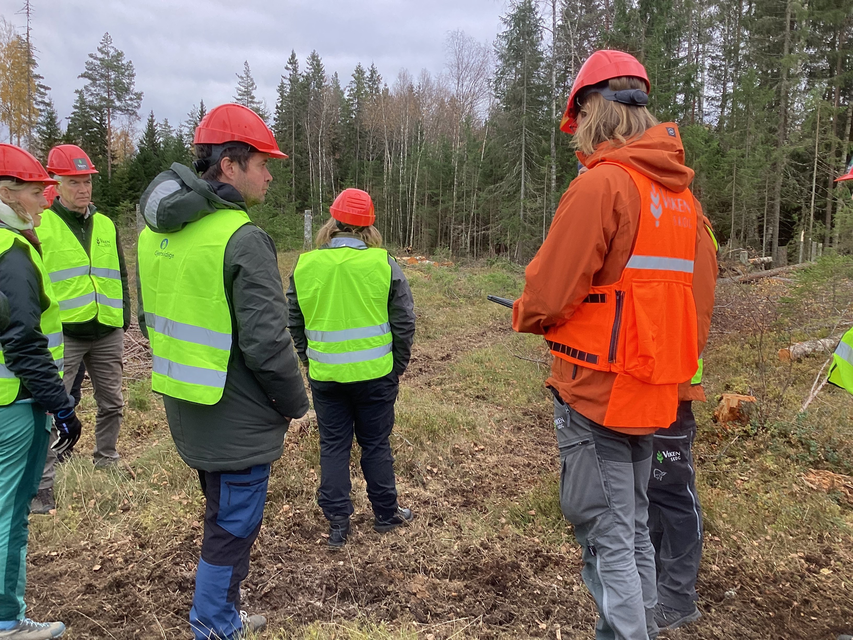 Bilde som viser hogstflate, skog, mennesker med vernehjelm og signalfarger