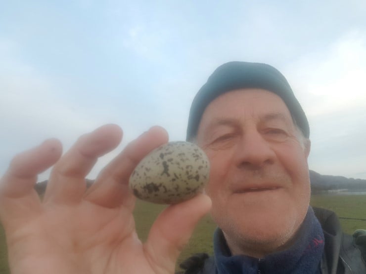 Det tidlegare naturoppsynet Terje Haugland tek framleis oppdrag i samarbeid med den lokale bonden for å sikre dei sårbare hekkande fuglane på Herdla. Takka være god fotoanalyse og stor grad av stadkjensle fekk han redda eit egg og lagt det trygt tilbake hos mor tjeld. 