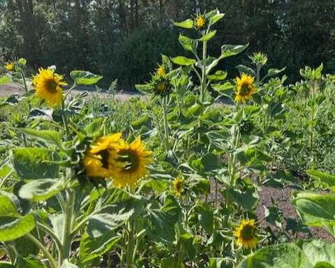 Bilde som viser gule blomster i en veikant, grønne blader