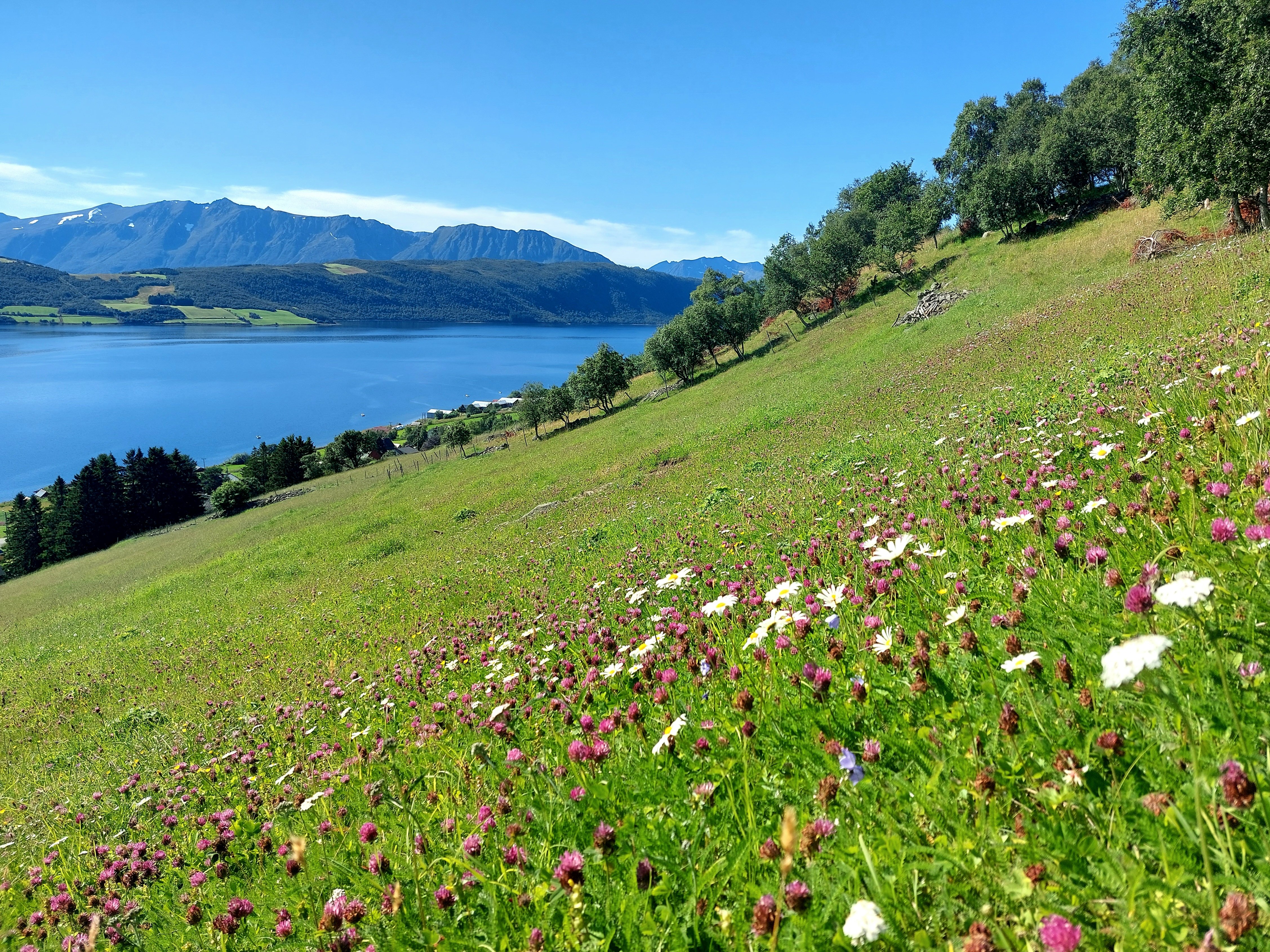 Slåttemark med blomster med sjø i bakgrunnen