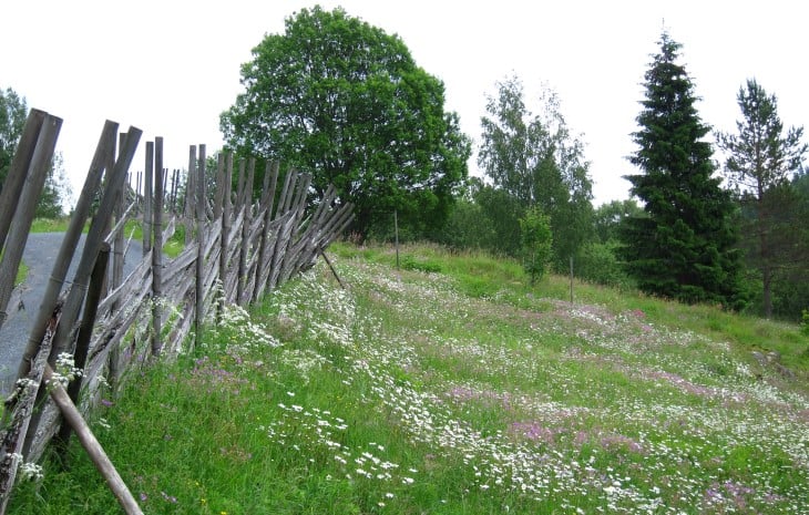 Blomstereng. Foto: Øystein Røsok Blomstereng i kulturlandskap
