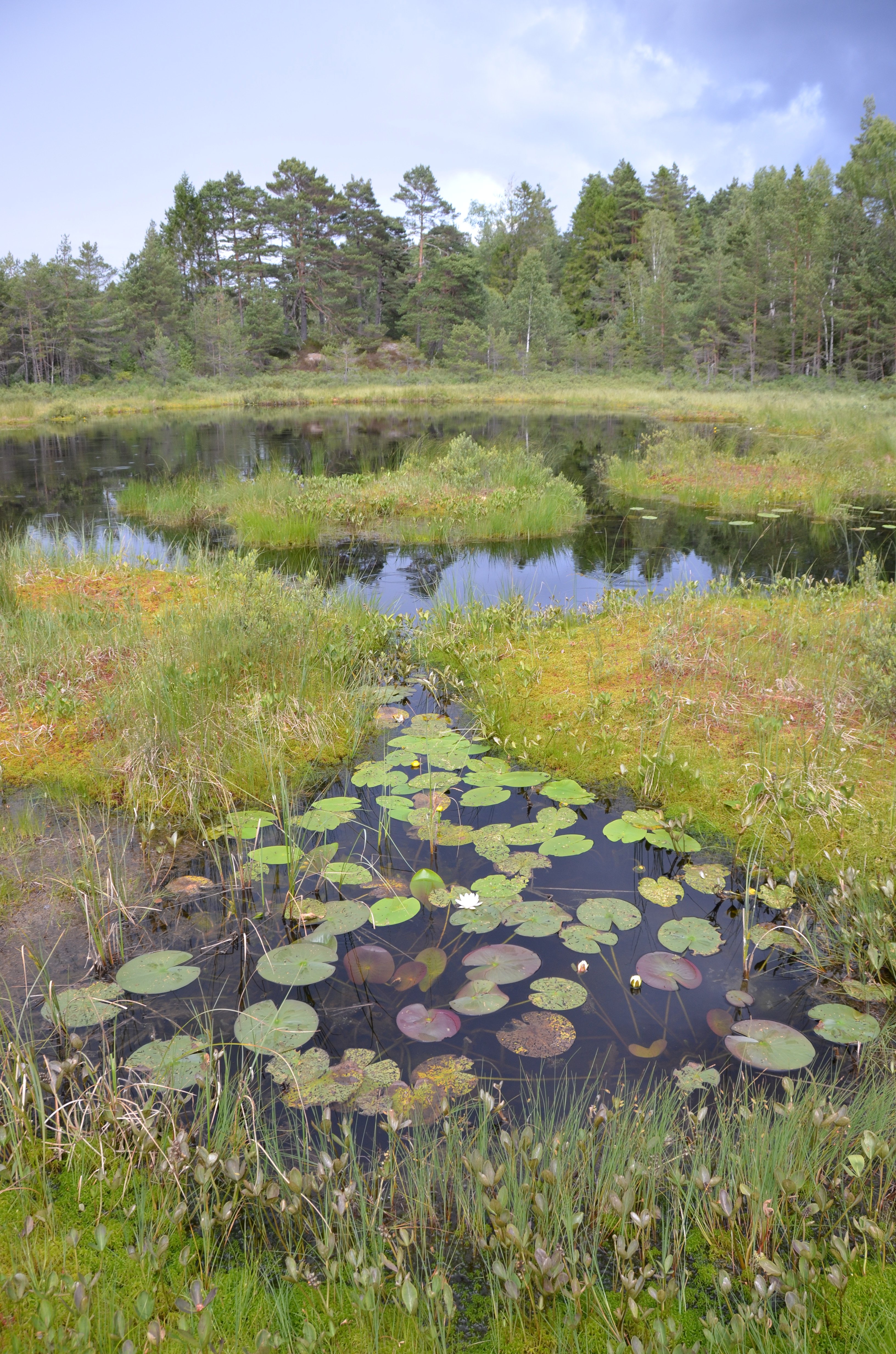 Bilde av et tjern med vannliljer