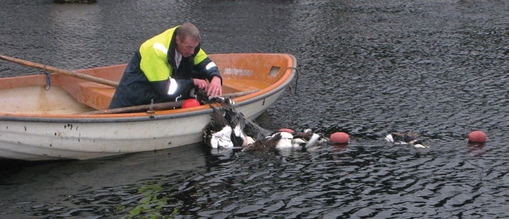Den største enkeltfaktoren som trugar ærfuglane i fylket er mest sannsynleg fiskegarn. I dette tilfellet var det heldigvis ein som varsla Statens naturoppsyn i tide til å berge eit par fuglar. Sjølv om dykkender er dyktige til å halde pusten under vatn, vil dei drukne om dei ikkje får luft i tide. 