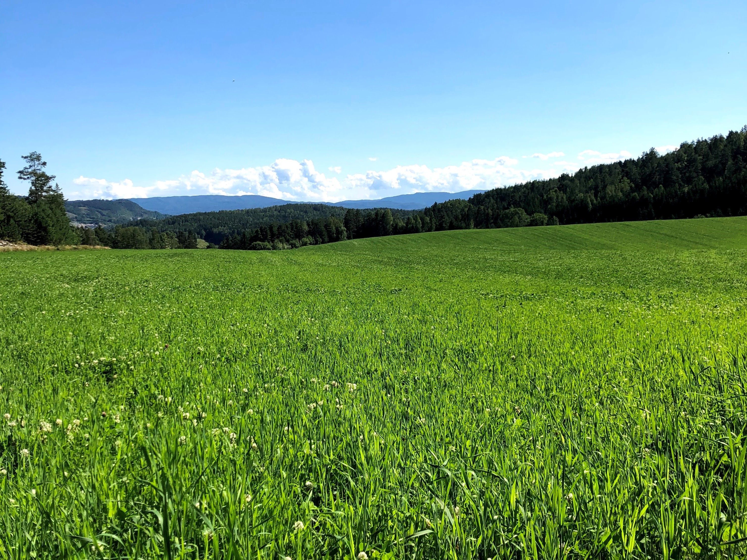Bilde som viser grønt gress, blå himmel