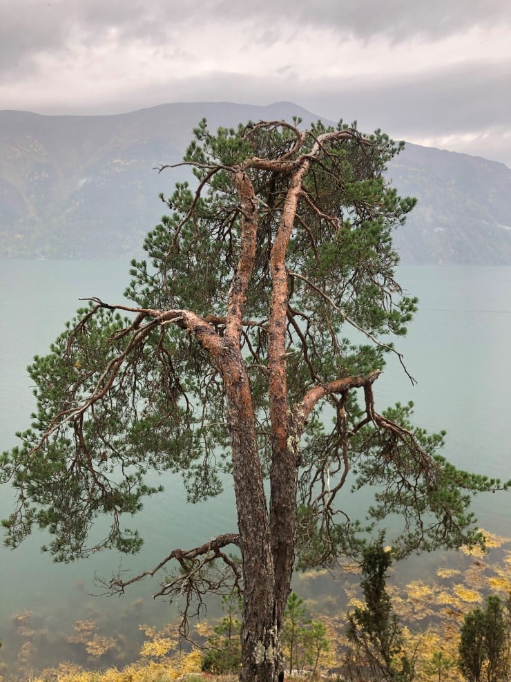 Langs Buggastrondi er det registrert ein naturtype som peiker mot tørr kalkfuruskog. Det er ofte eit stort artsmangfald som trivst i denne typen skog, som er avhengig av grunnlendt og tørr mark. 