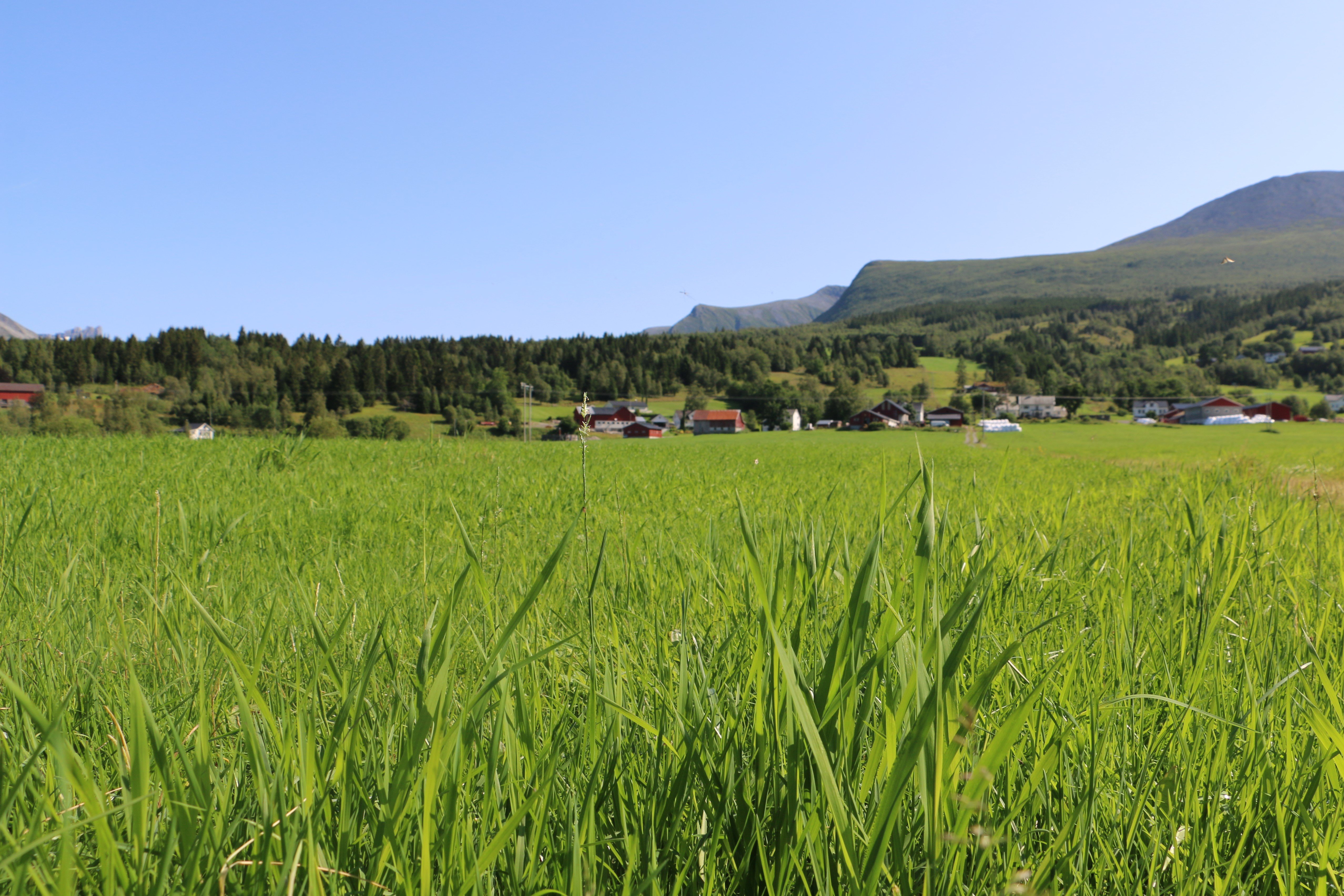 Bilete som viser dyrkamark i Bjørdalen , i Ørsta kommune. 