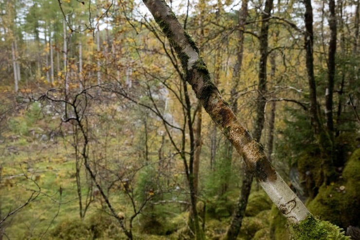 Eit bilete som inneheld ute, plante, tre, skogområde