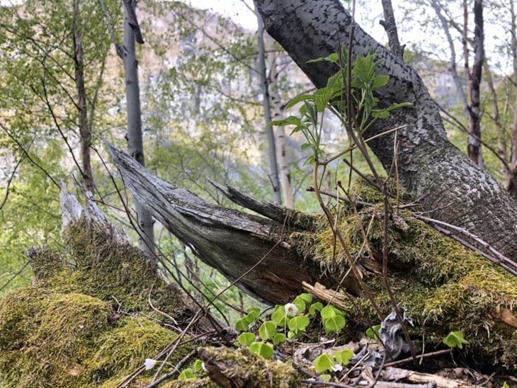 Dødsårsaken til at eit tre dør kan avgjere kva slags artar som buset seg der. Sjeldne, truga og sårbare artar treng ulike treslag, tre med ulik dødsårsak, liggjande eller ståande tre eller eit utval av kor mykje sol og skugge det er på plassen. I Lykkja er det døde tre i alle nedbrytingsfasar, noko som gjev godt grunnlag for liv for insekt, mose, lav og virveldyr. 