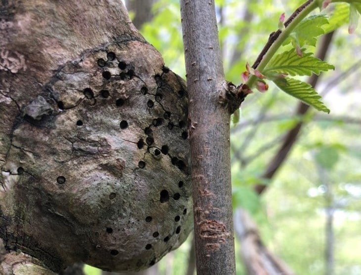 I disse borehola laga av insekt legg dei egga sine. Så murar dei holet att med litt puss for å verge egg og larver frå å bli spist av andre. Ein del insekt har til og med yngelpleie, slik at dei legg att ei matpakke før dei murar att holet. Slik kan larven som veks til få ein god start på livet i den gamle skogen.